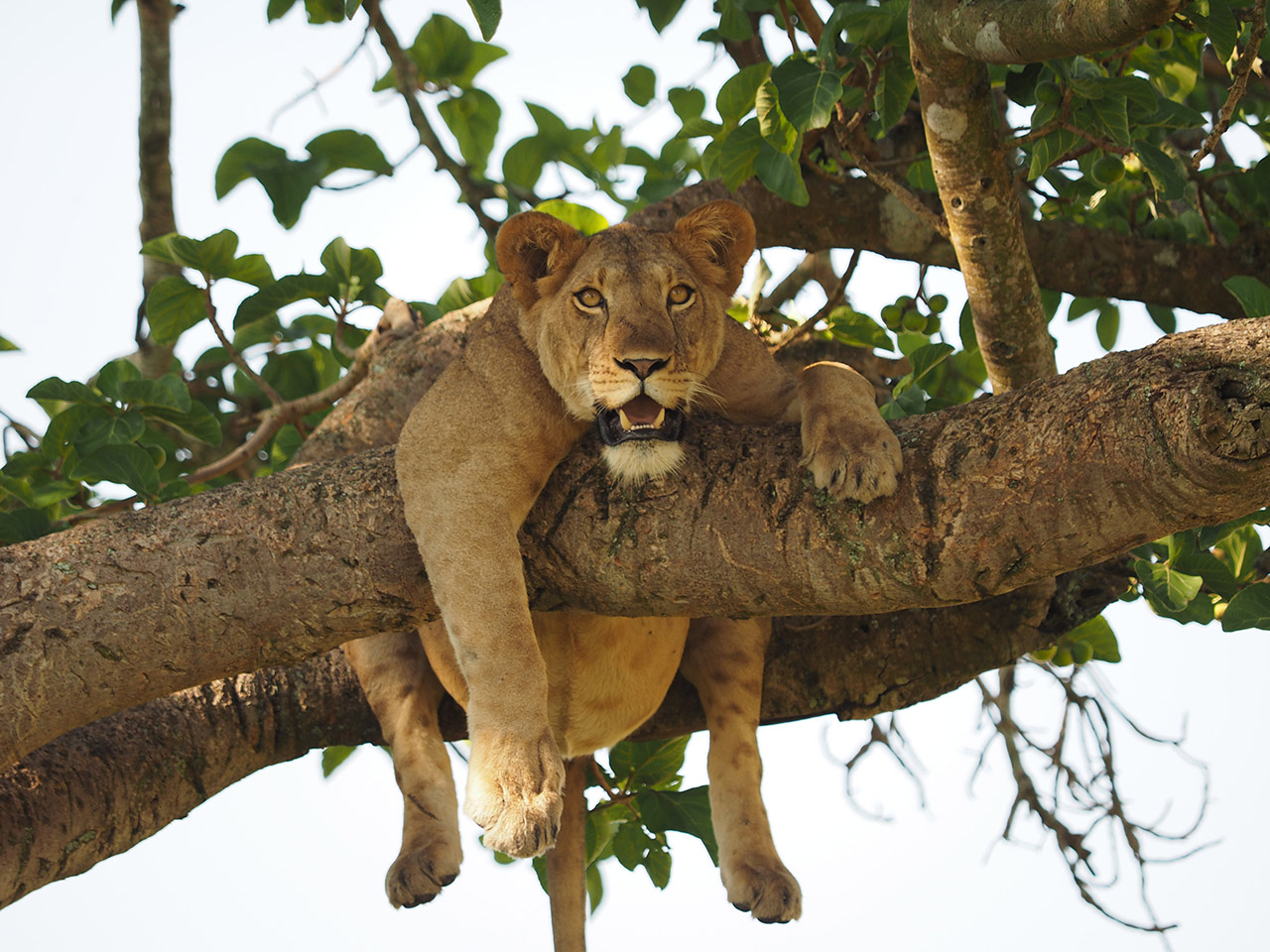 Tree Climbing Lion